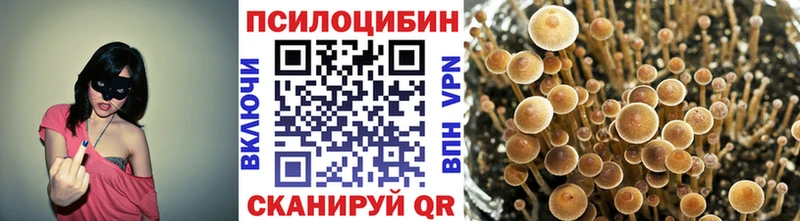хочу наркоту  Нарткала  Галлюциногенные грибы Psilocybine cubensis 